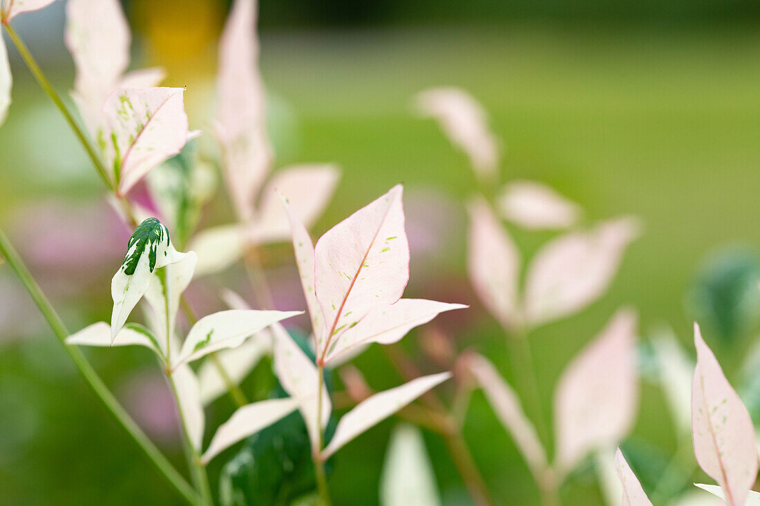 Nandina domestica 'Twilight'