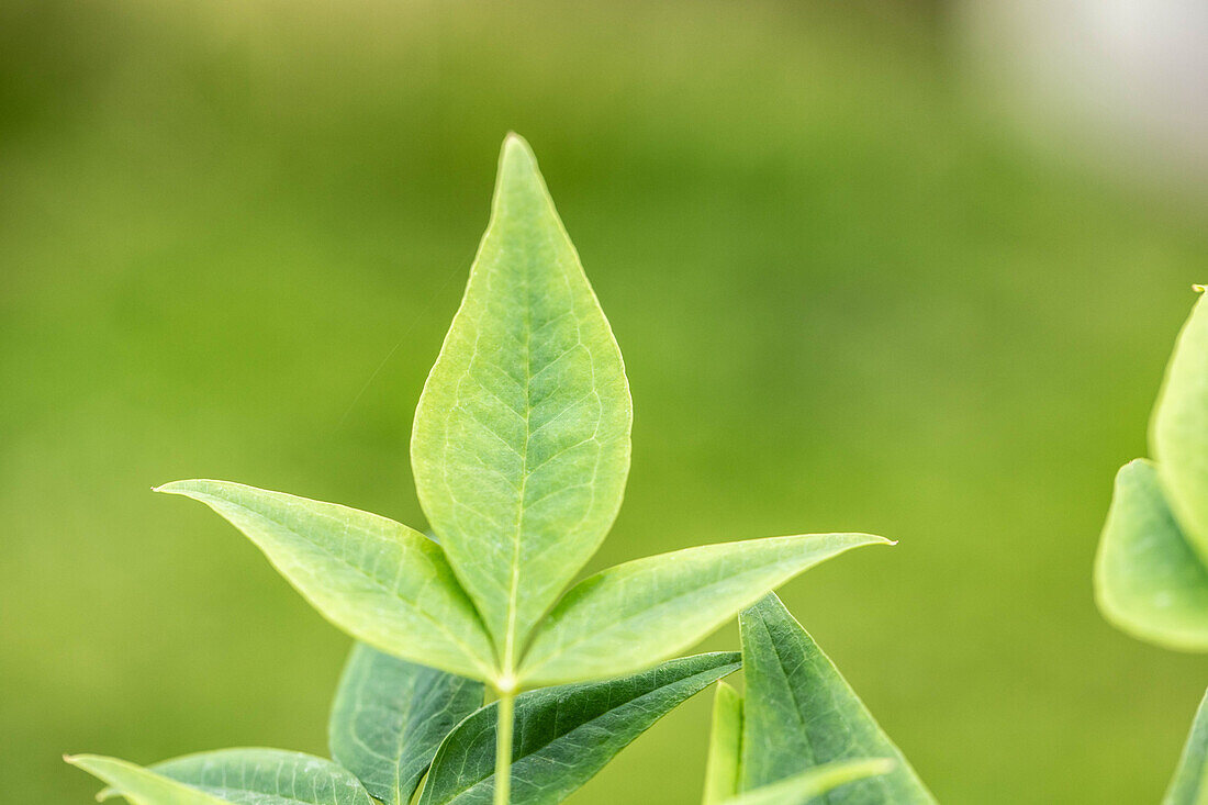 Nandina domestica 'Magical® Lemon-Lime'