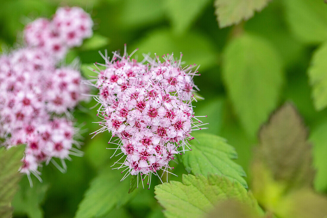 Spiraea japonica