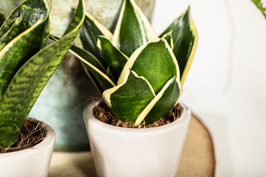 Sansevieria trifasciata 'Hahnii Jade Pagoda'