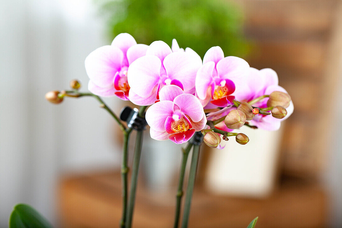 Phalaenopsis, zweifarbig