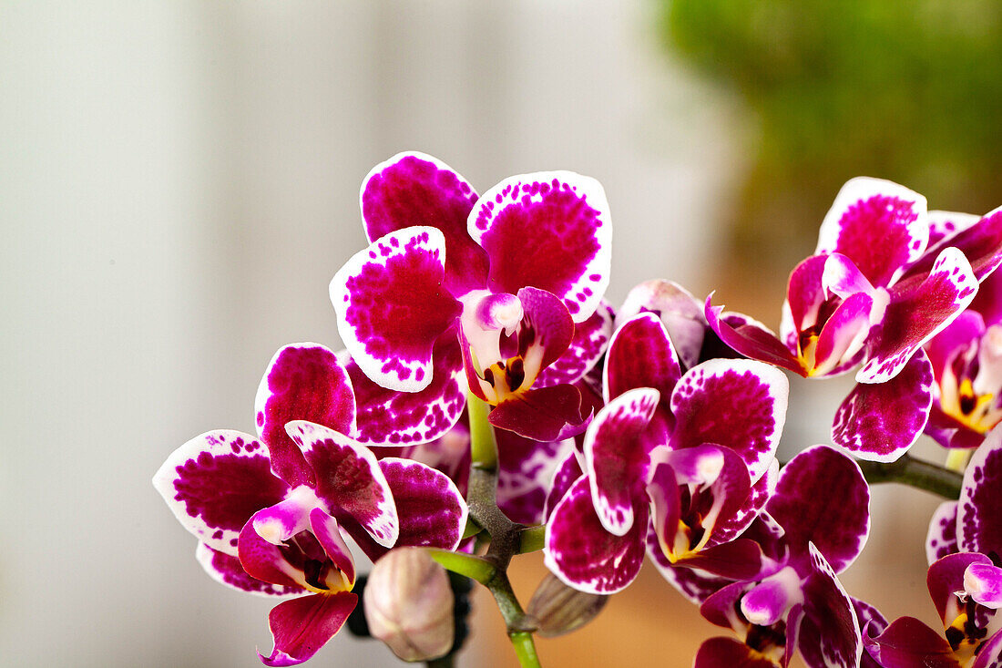 Phalaenopsis, bicoloured