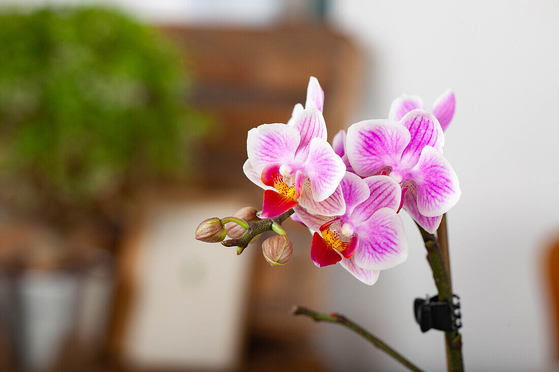 Phalaenopsis Mini