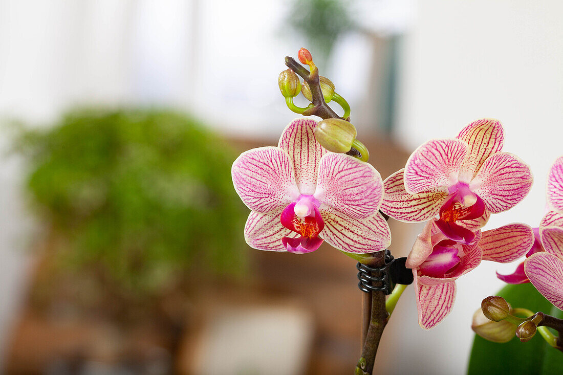 Phalaenopsis, striped