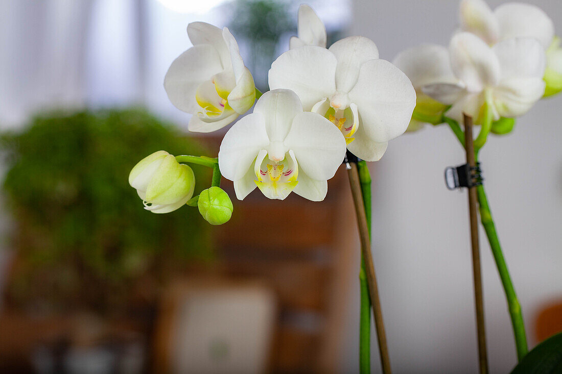 Phalaenopsis, weiß