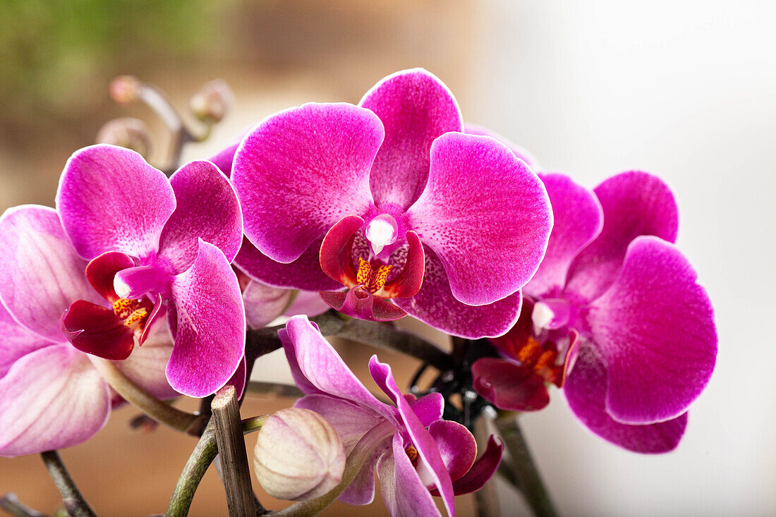 Phalaenopsis, pink