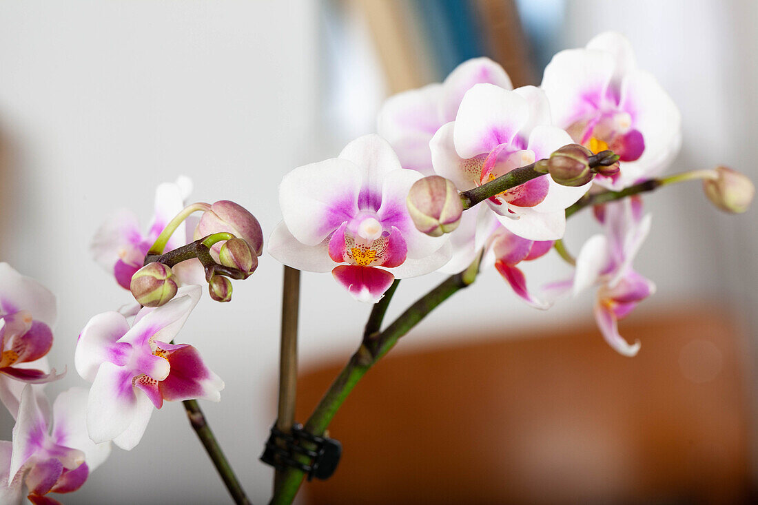 Phalaenopsis, bicoloured