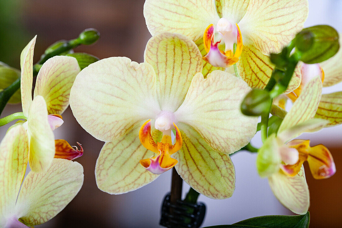 Phalaenopsis multiflora, gelb