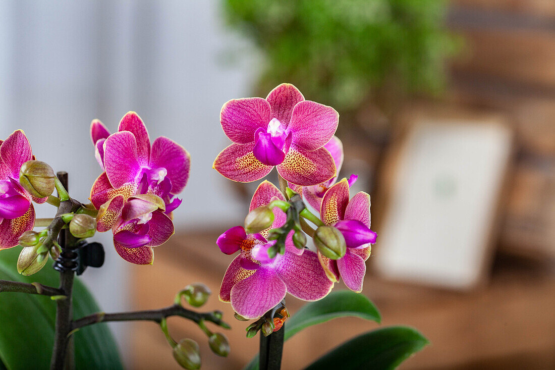 Phalaenopsis, bicoloured