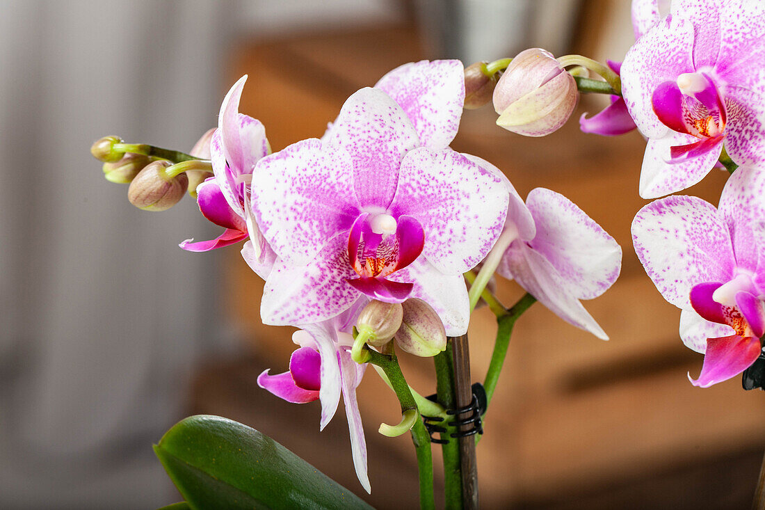 Phalaenopsis, bicoloured