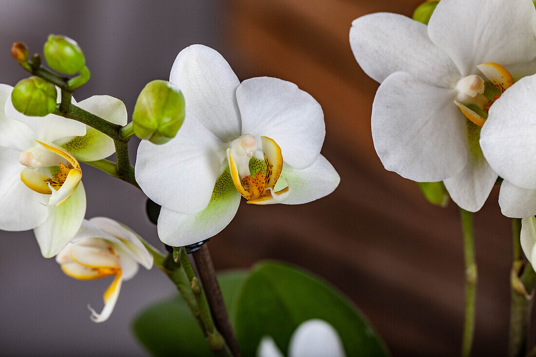 Phalaenopsis, white