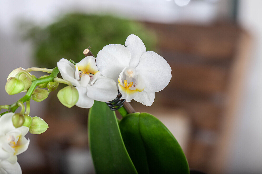 Phalaenopsis, weiß