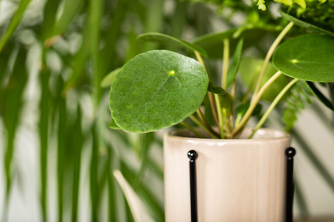 Peperomia polybotrya 'Raindrop'