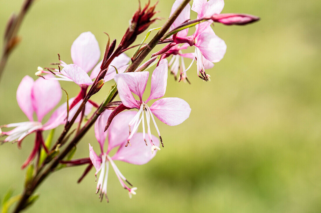 Gaura lindheimeri, pink