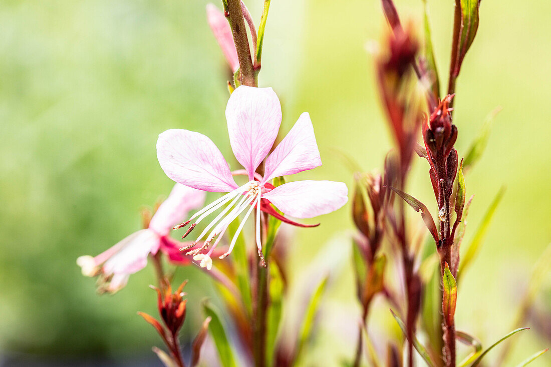 Gaura lindheimeri, pink