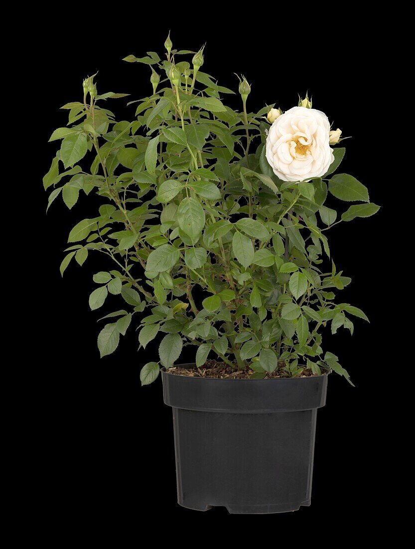 Bedding rose, white