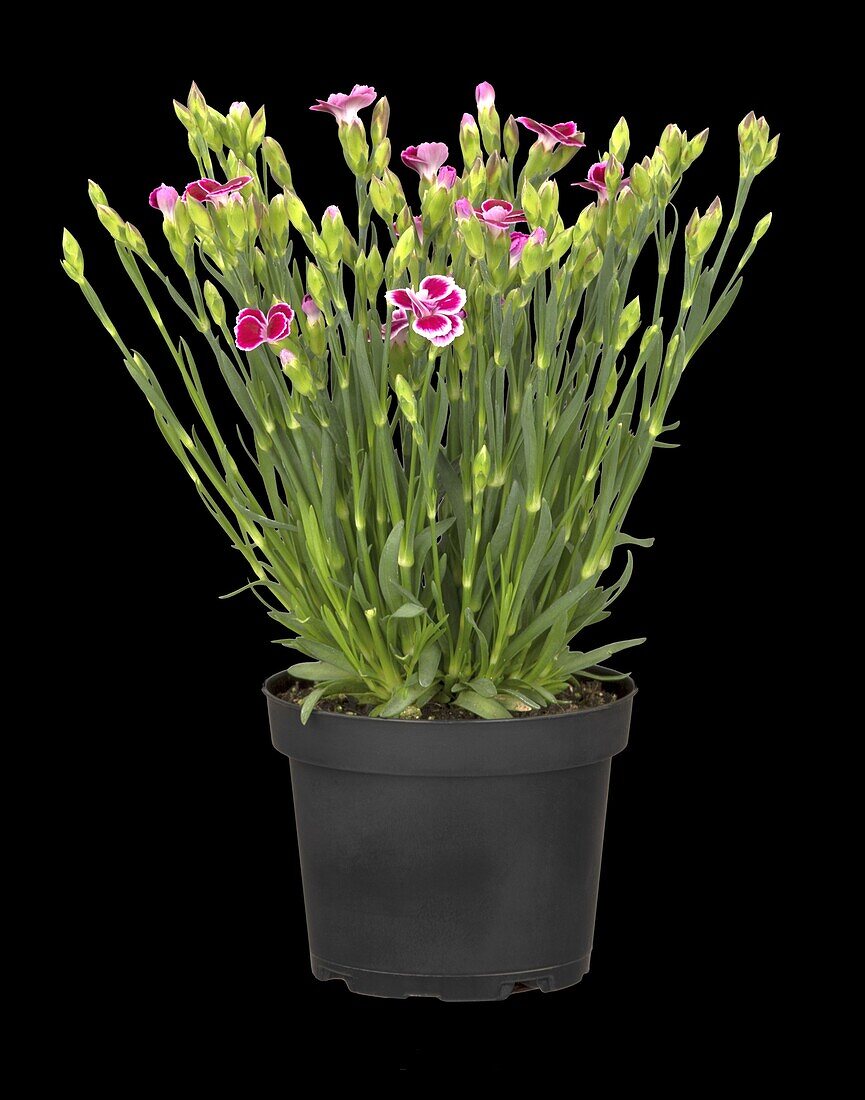 Dianthus 'Pink Kisses'®