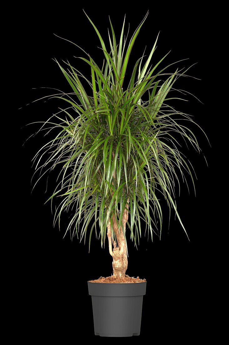 Dracaena marginata