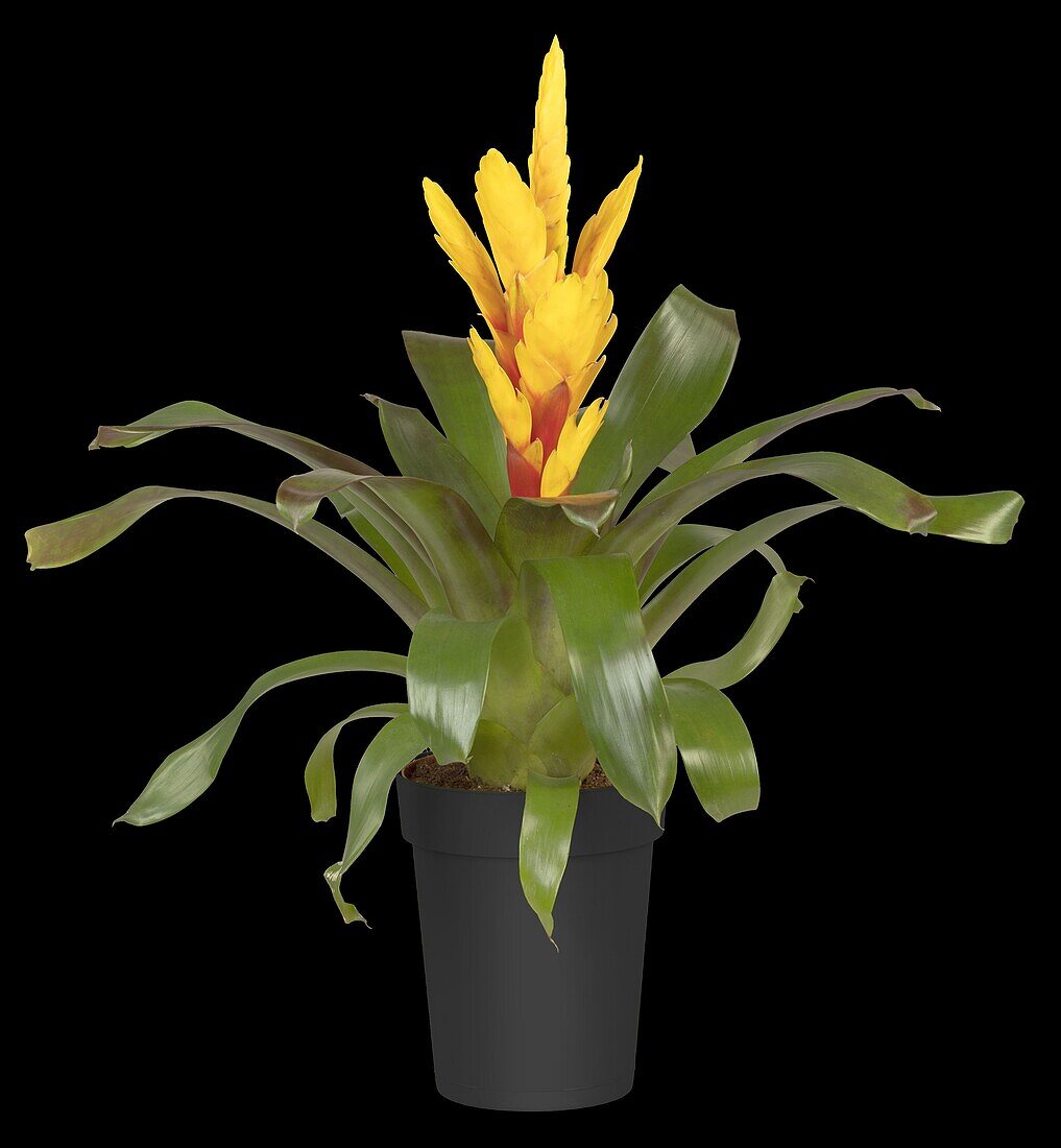 Vriesea, yellow