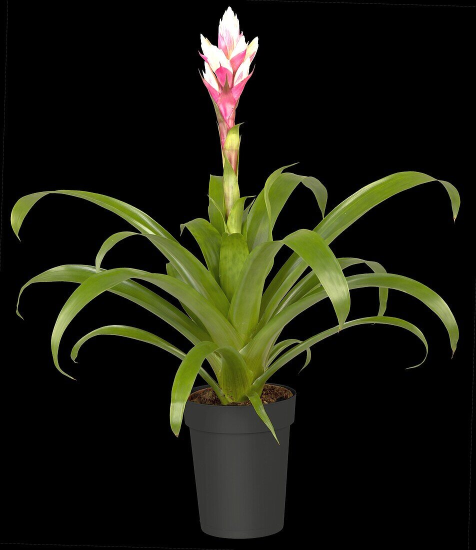 Guzmania 'Candy'