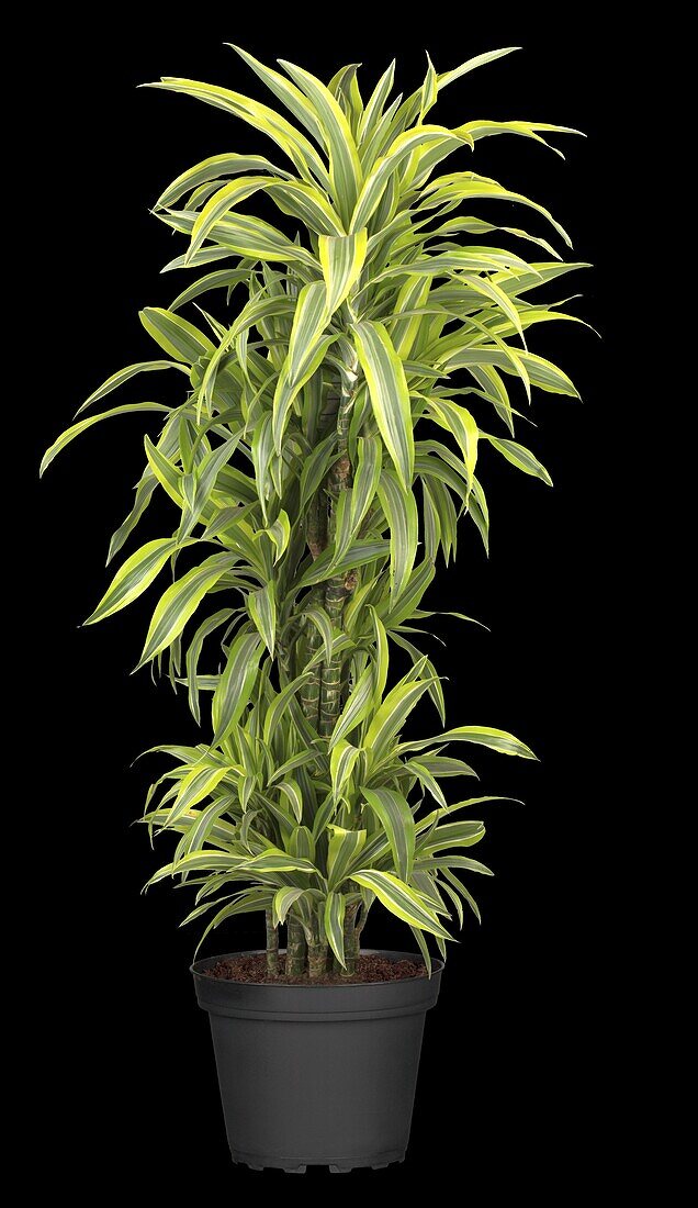 Dracaena fragrans 'Lemon Lime'