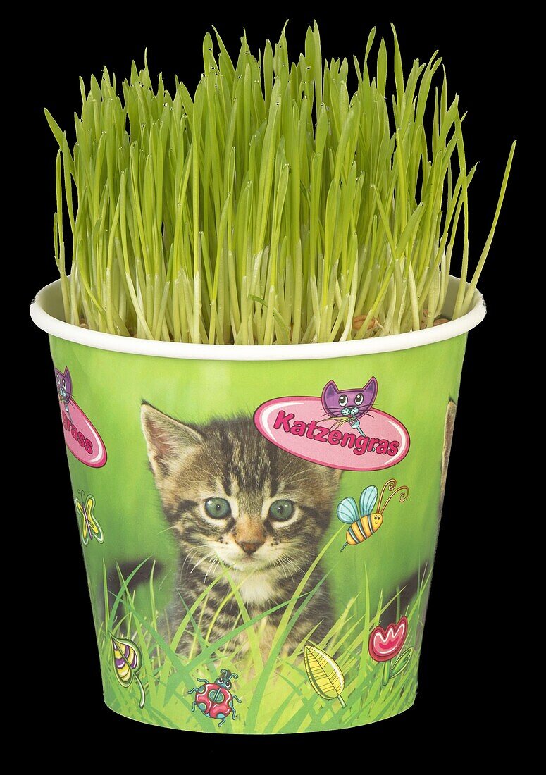 Katzengras