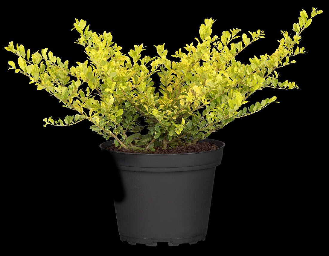 Ilex crenata 'Golden Gem'