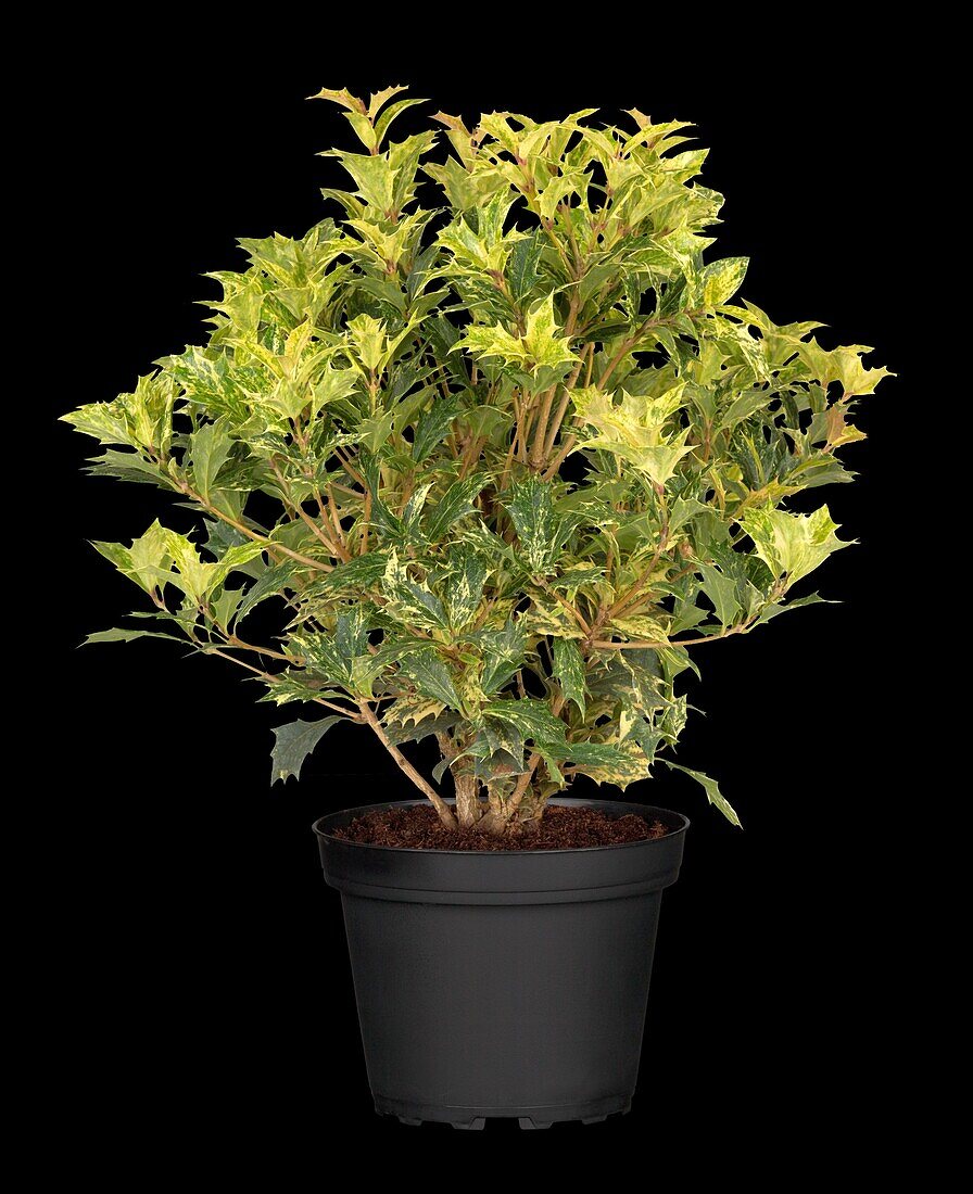 Osmanthus heterophyllus 'Goshiki'