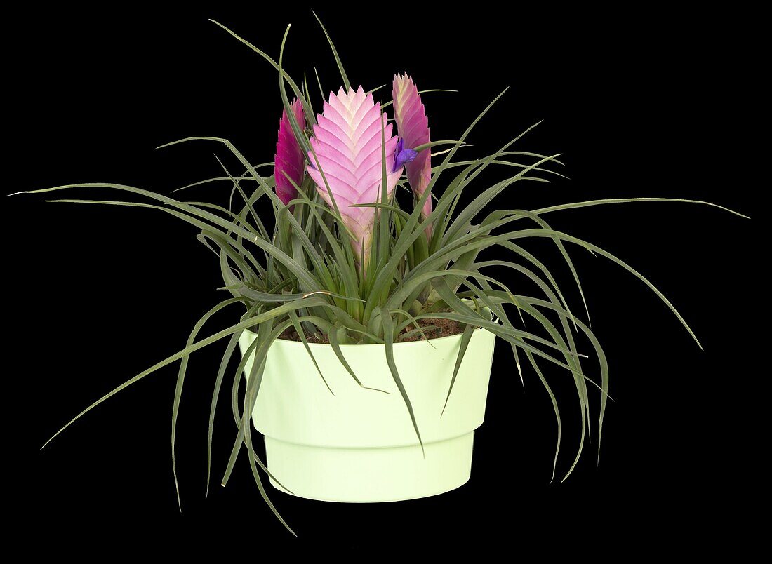 Tillandsia cyanea