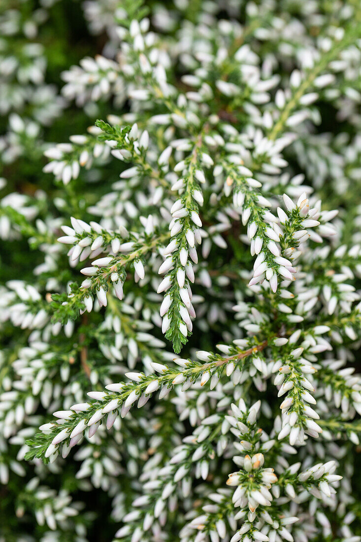 Calluna vulgaris 'Beauty Ladies® Beatles'