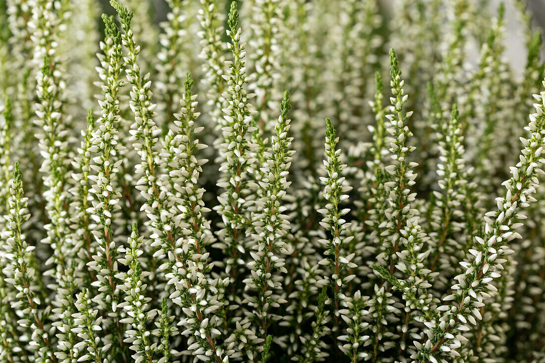 Calluna vulgaris Gardengirls®, weiß