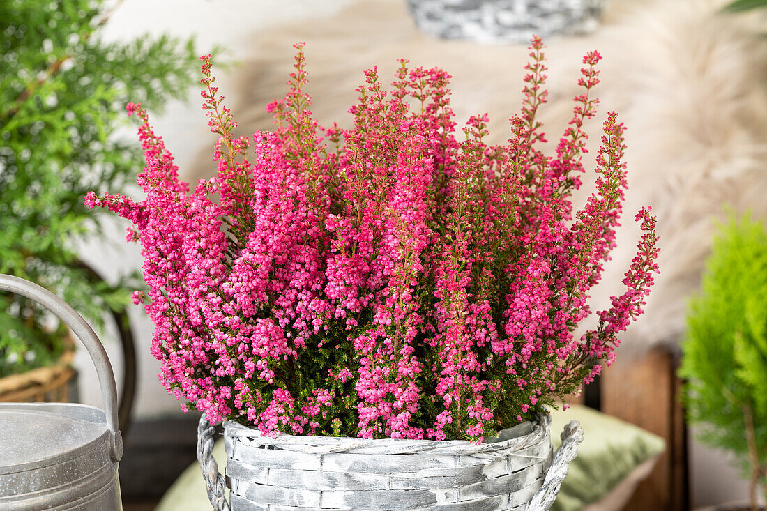 Erica gracilis 'Beauty Queens'®