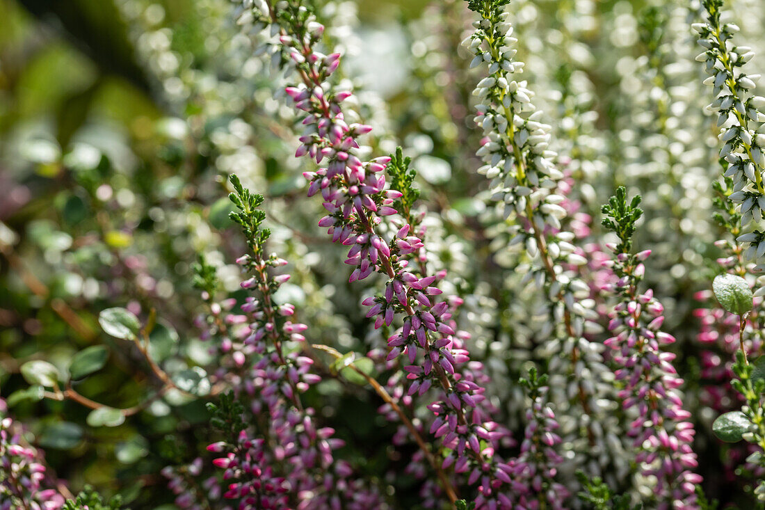 Calluna vulgaris, buds