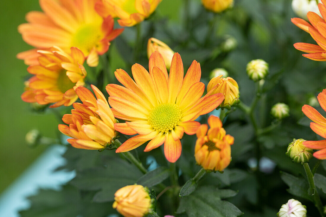 Chrysanthemum indicum, orange