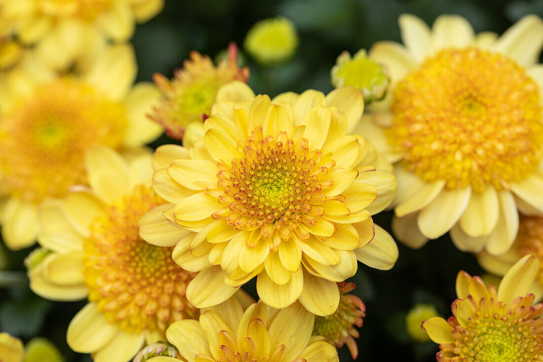 Chrysanthemum multiflora 'Amarena'