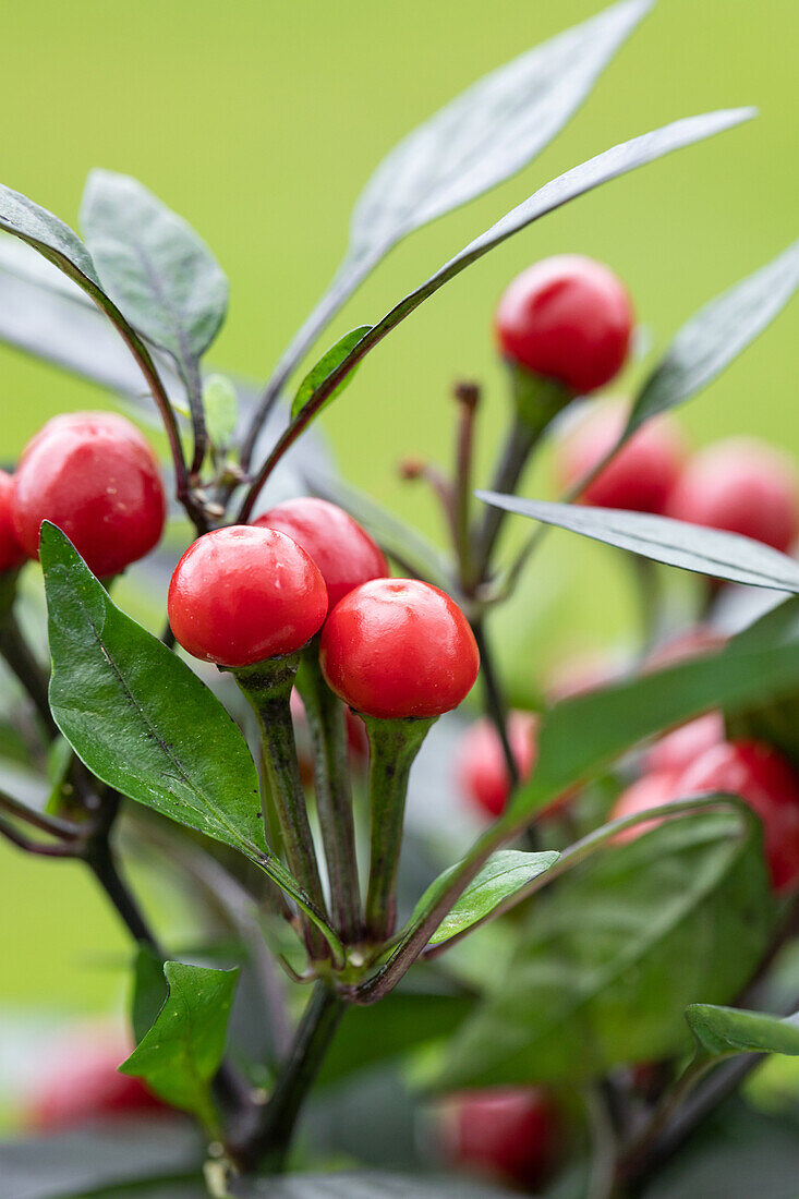 Capsicum annuum var. minimum 'Kleine Perle'