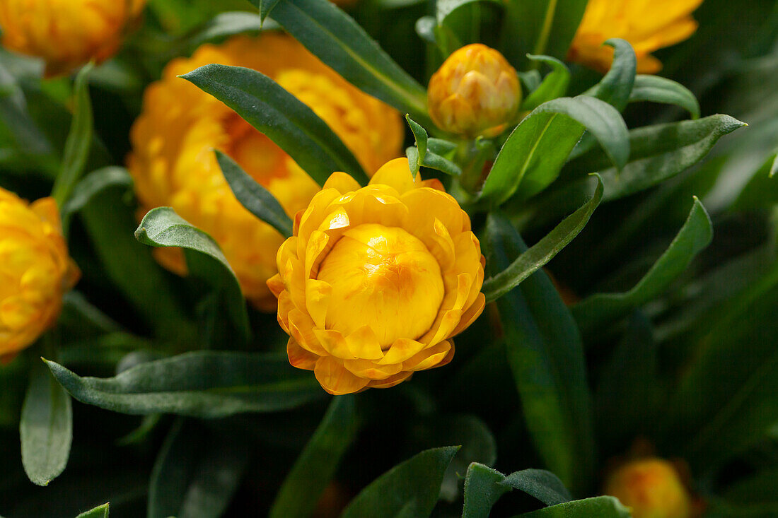 Helichrysum bracteatum, yellow