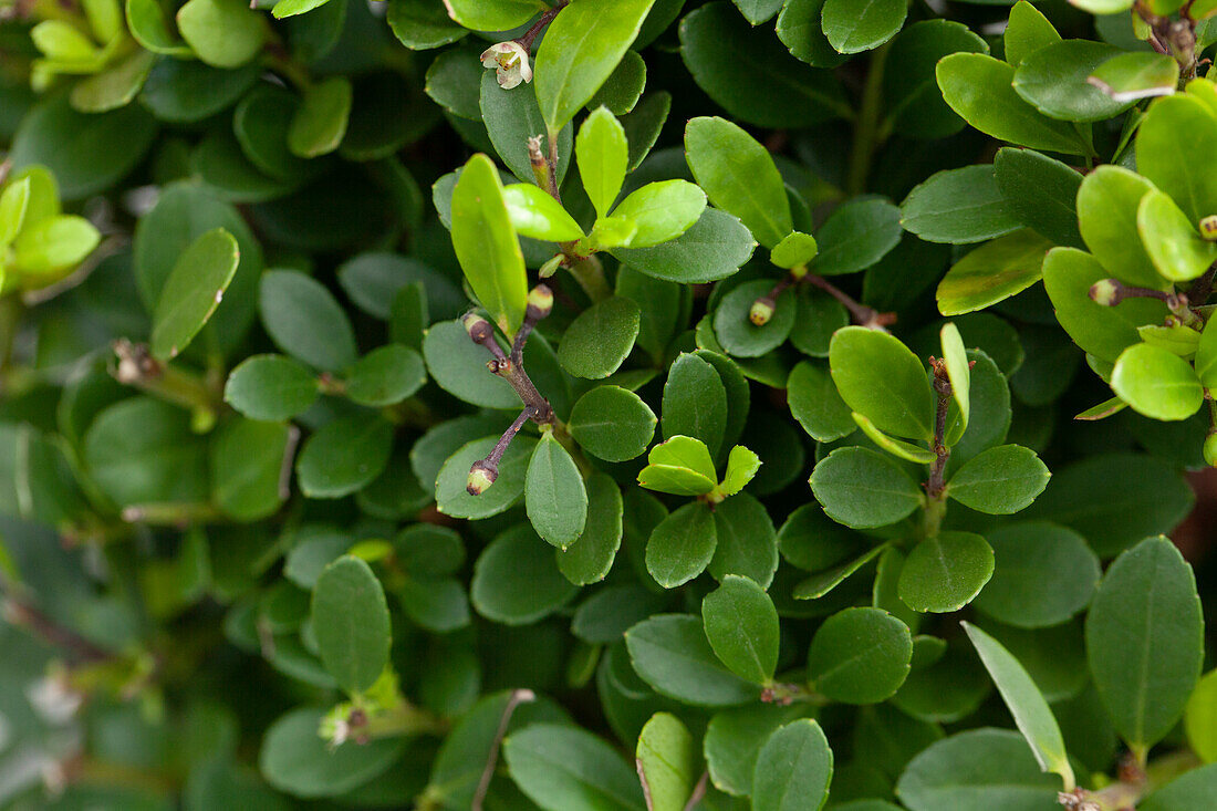 Ilex crenata, globe