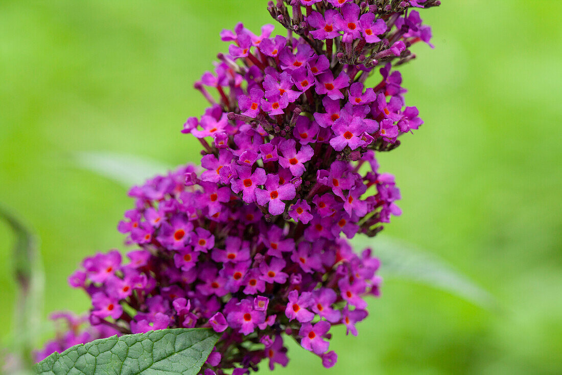 Buddleja davidii 'Summer Kids'®