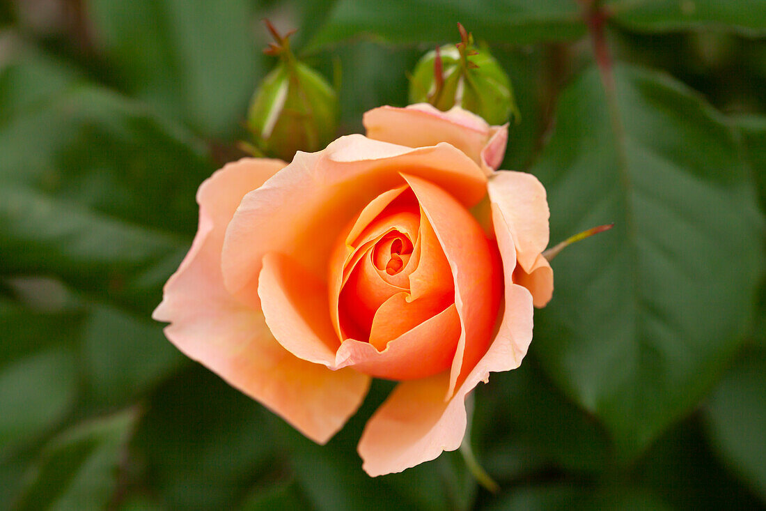 Small shrub rose, salmon pink