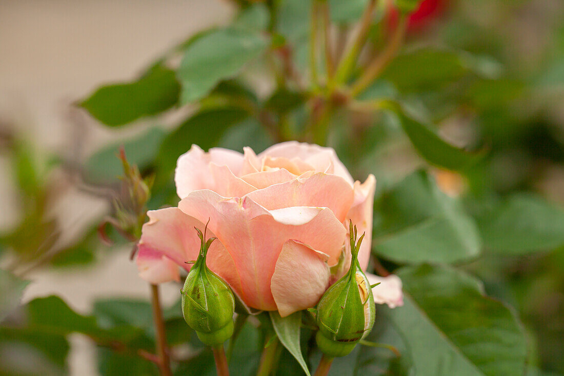 Small shrub rose, salmon pink