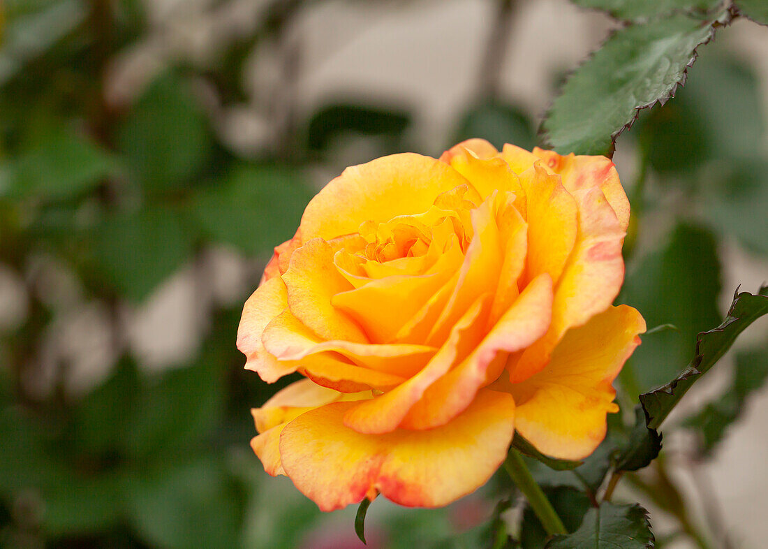 Bedding rose, yellow