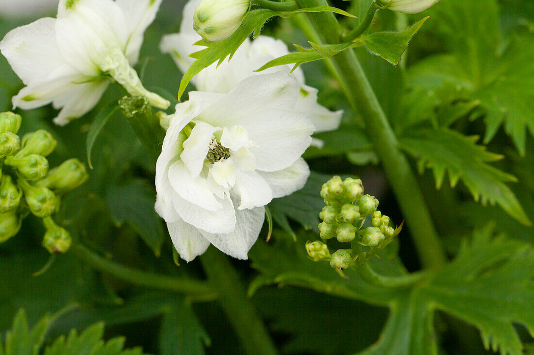 Delphinium x elatum, weiß