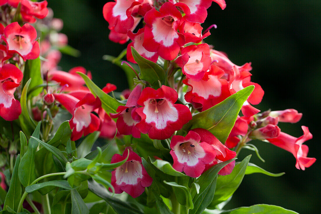 Penstemon, red-white