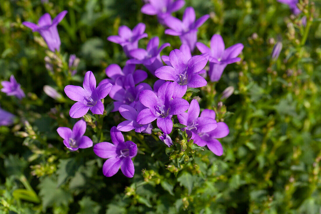 Campanula portenschlagiana, blau