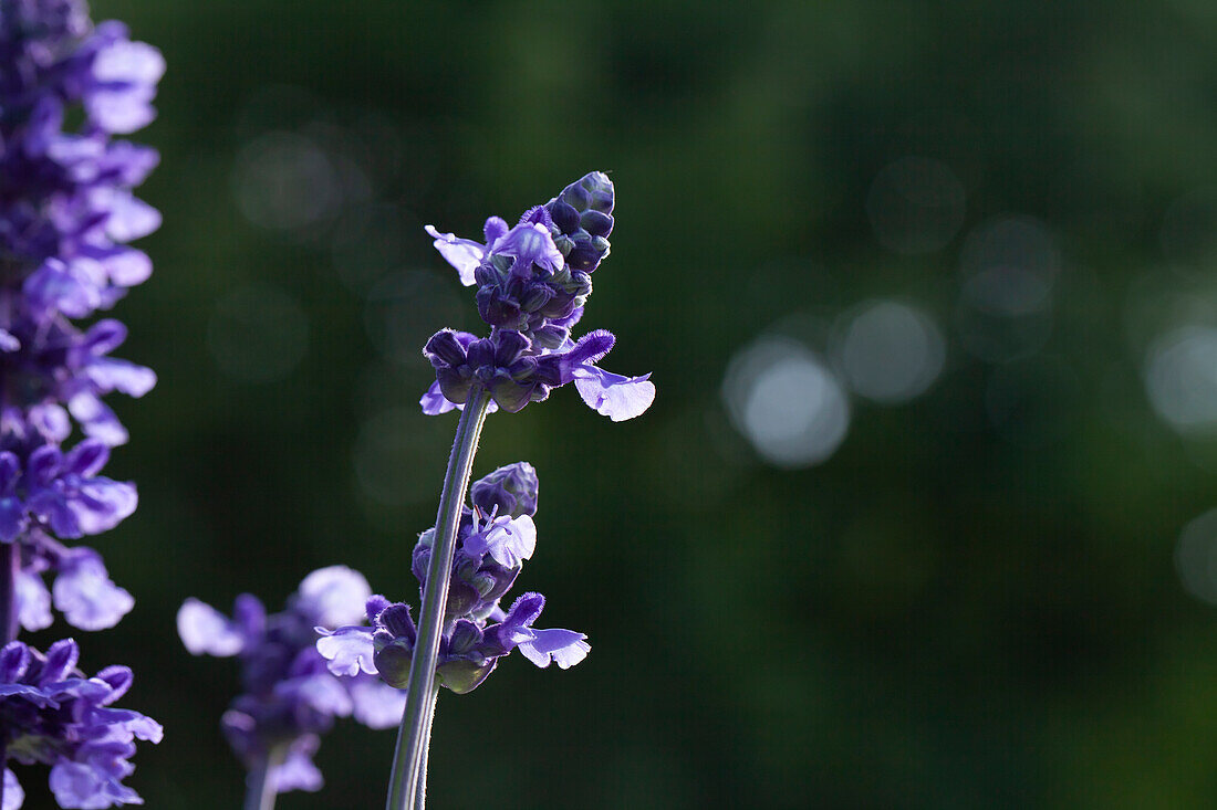 Salvia farinacea 'Mystic Spires'