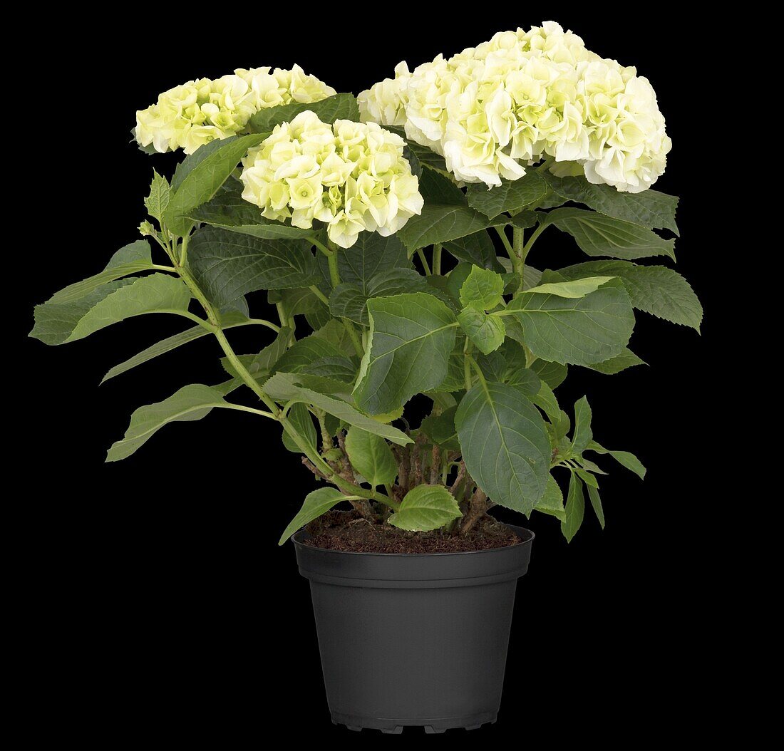 Hydrangea macrophylla, white