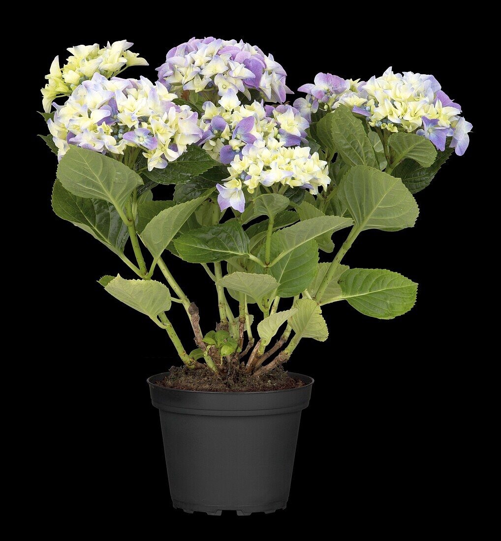 Hydrangea macrophylla, zweifarbig