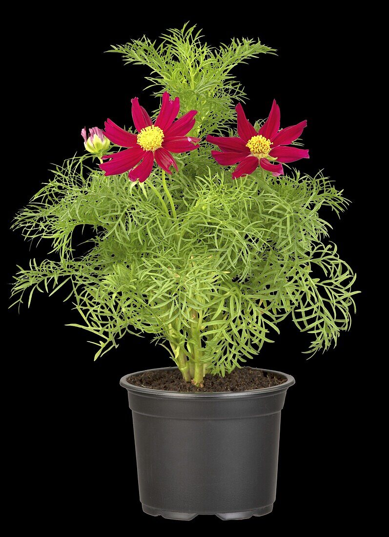 Cosmos bipinnatus, red