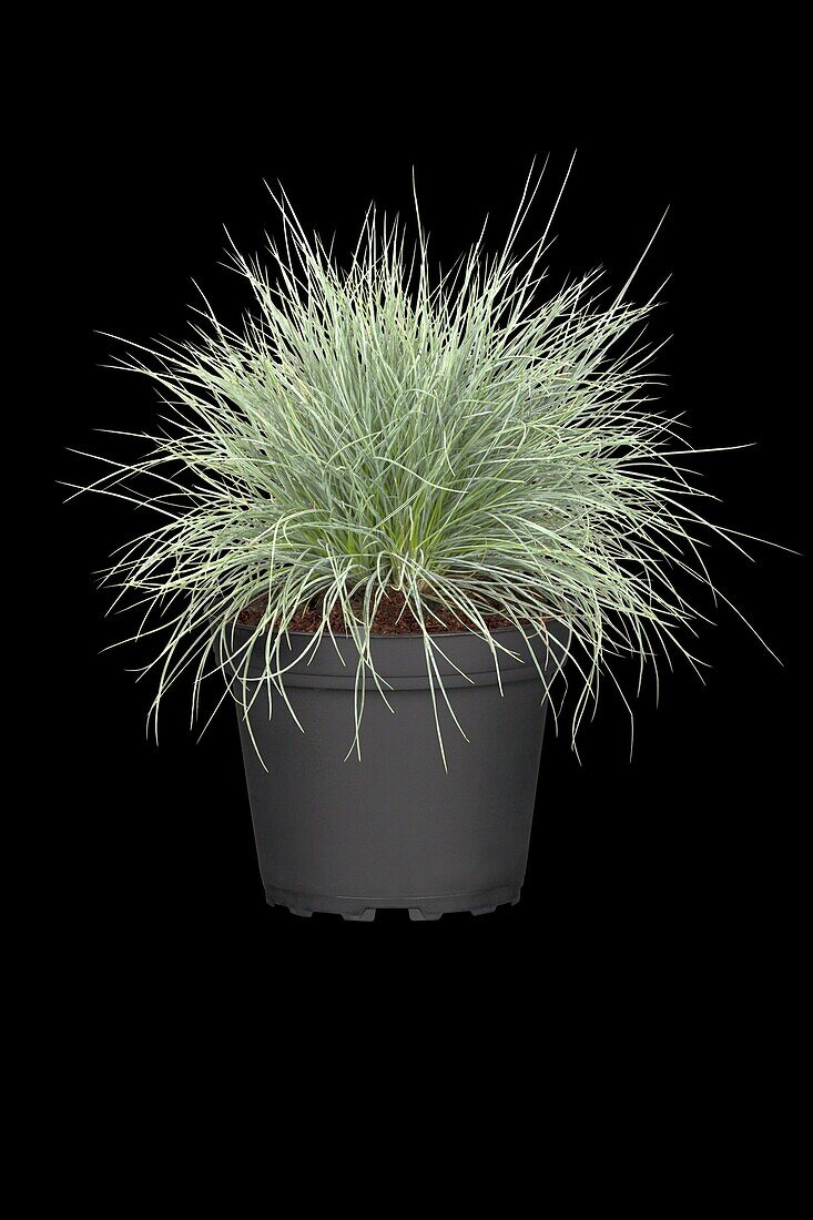 Festuca glauca